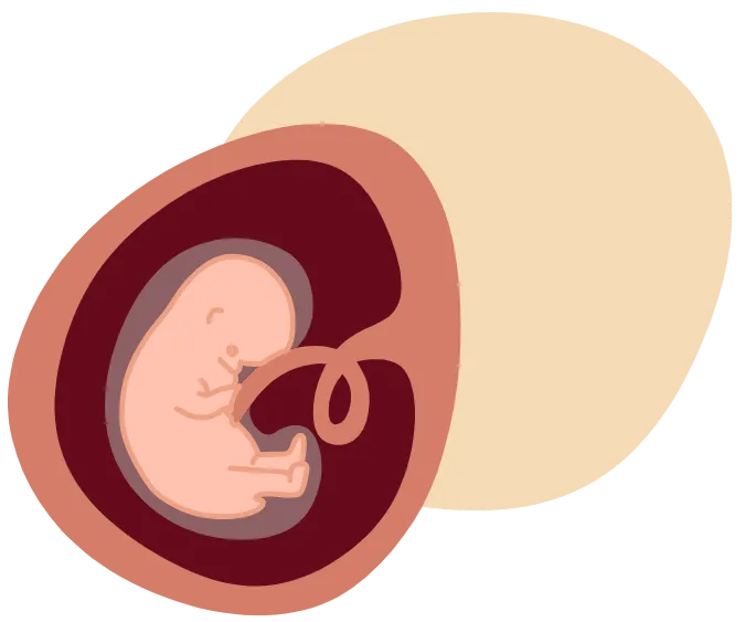 embryo-featus-in-womb-illustration